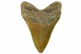 Fossil Megalodon Tooth - North Carolina #275525-2